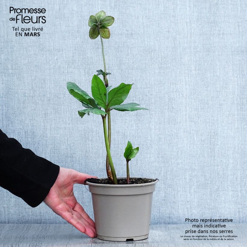 Exemplaar van Helleborus lemperii HGC Winter Ballet Lenia Pot van 2 l/3 l zoals geleverd in de lente