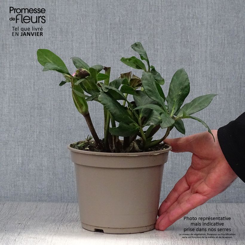 Exemplaar van Helleborus lemperii HGC Winter Ballet Leona Pot van 2 l/3 l zoals geleverd in de winter