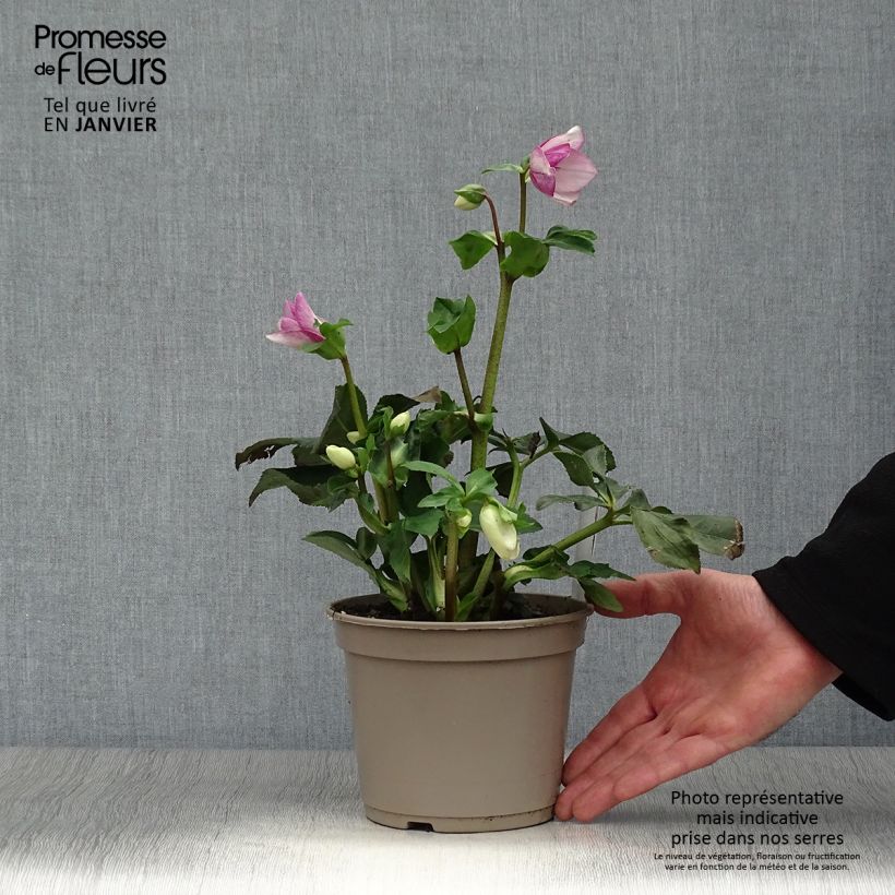 Exemplaar van Helleborus lemperii HGC Winter Ballet Liara Pot van 2 l/3 l zoals geleverd in de winter