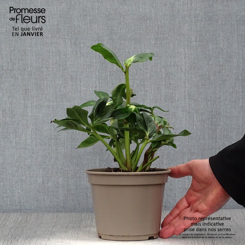 Exemplaar van Helleborus lemperii HGC Winter Ballet Linda Pot van 2 l/3 l zoals geleverd in de winter