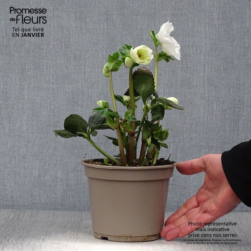 Exemplaar van Helleborus lemperii HGC Winter Ballet Linn Pot van 2 l/3 l zoals geleverd in de winter