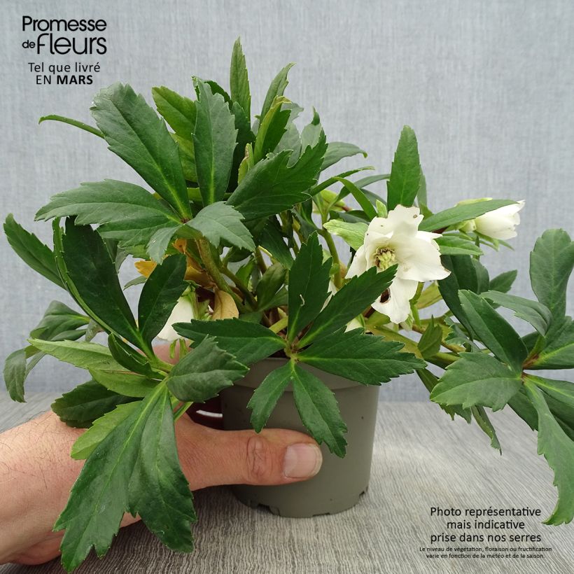 Exemplaar van Helleborus niger Double Fashion - Kerstroos Pot van 1 l/1,5 l zoals geleverd in de lente