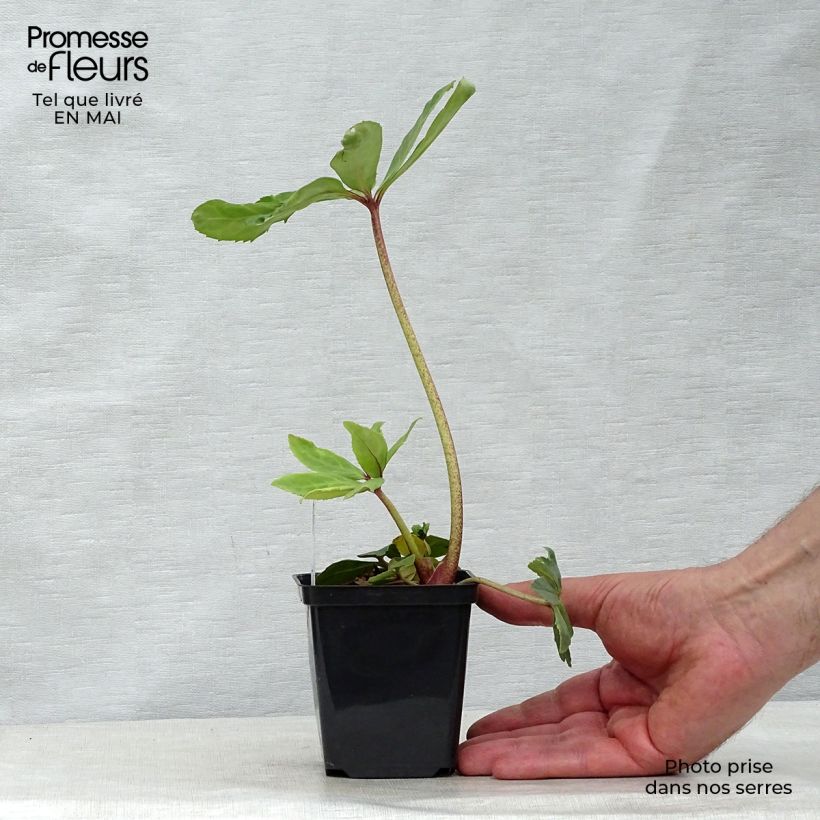 Exemplaar van Kerstroos - Helleborus niger Kweekpotje van 8/9 cm zoals geleverd in de lente