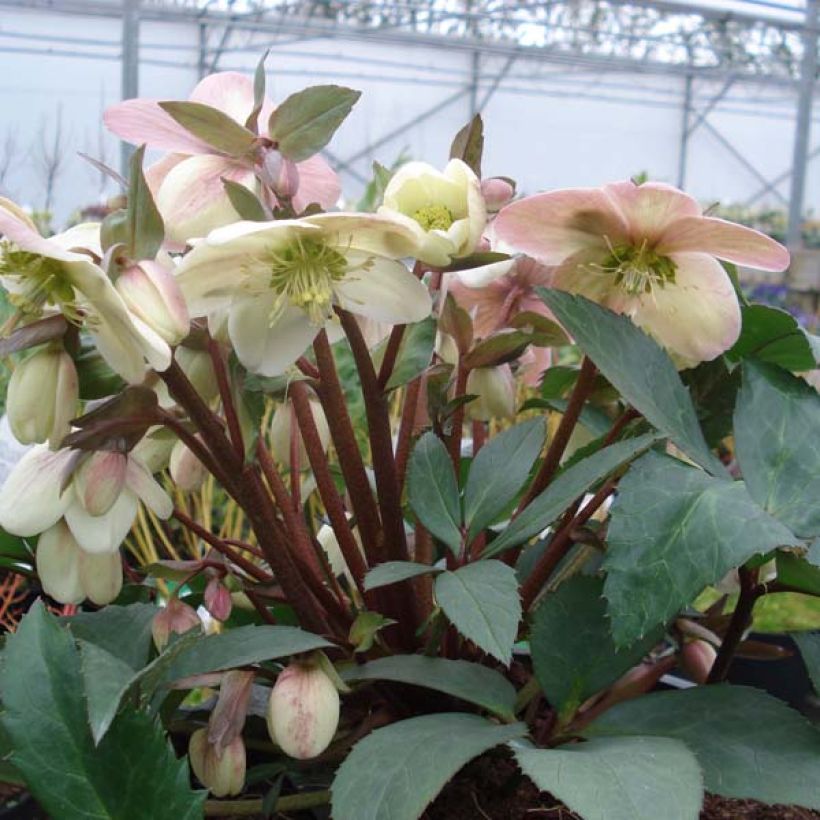 Helleborus nigercors Candy Love - Kerstroos (Groeiplaats)