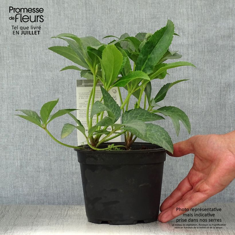 Exemplaar van Helleborus nigercors Candy Love - Kerstroos Pot van 2 l/3 l zoals geleverd in de zomer