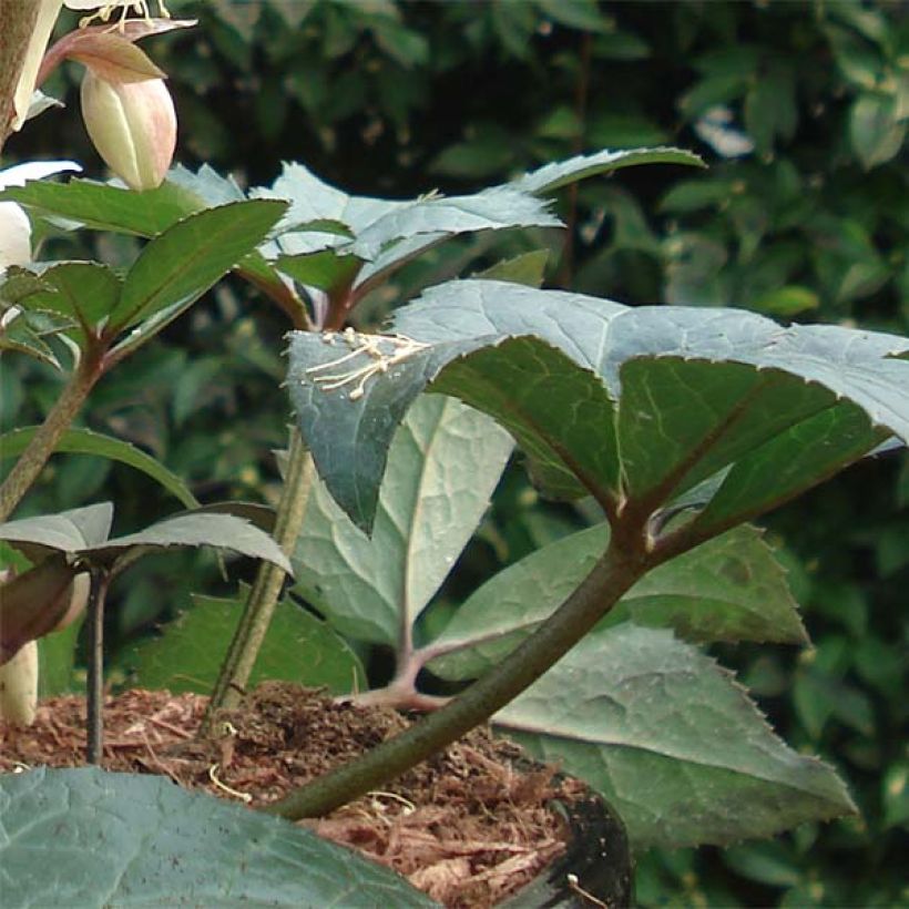 Helleborus nigercors Emma - Kerstroos (Foliage)
