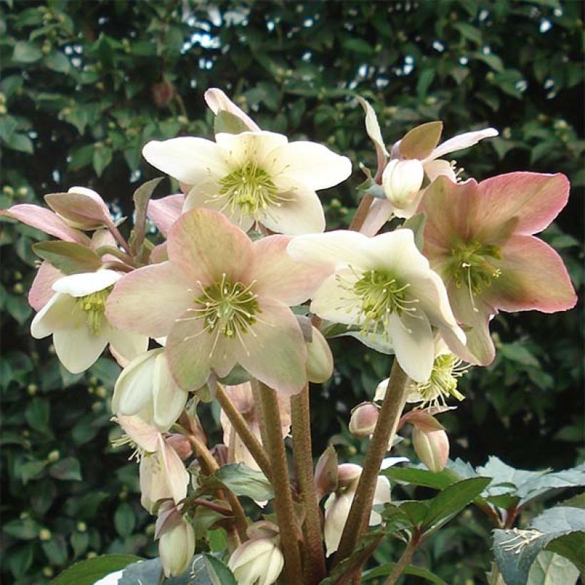 Helleborus nigercors Emma - Kerstroos (Flowering)