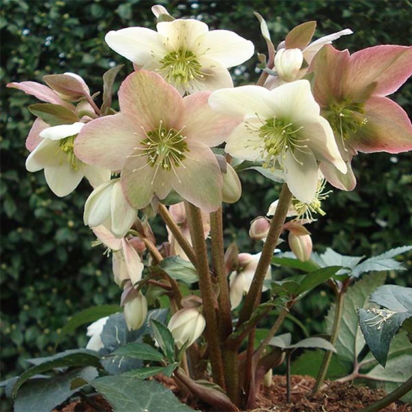 Helleborus nigercors Emma - Kerstroos (Plant habit)