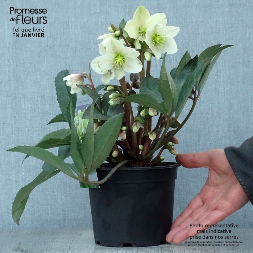 Example of Hellébore nigercors Emma Pot van 2 l/3 l as you get in hiver