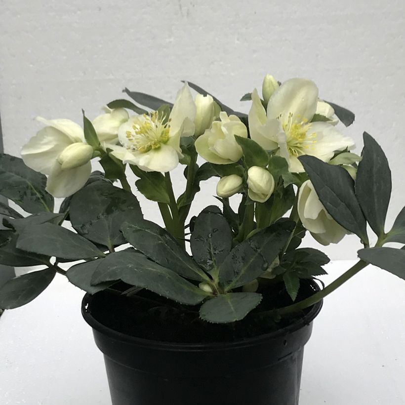 Helleborus ericsmithii Sid Ice - nieskruid (Bloei)