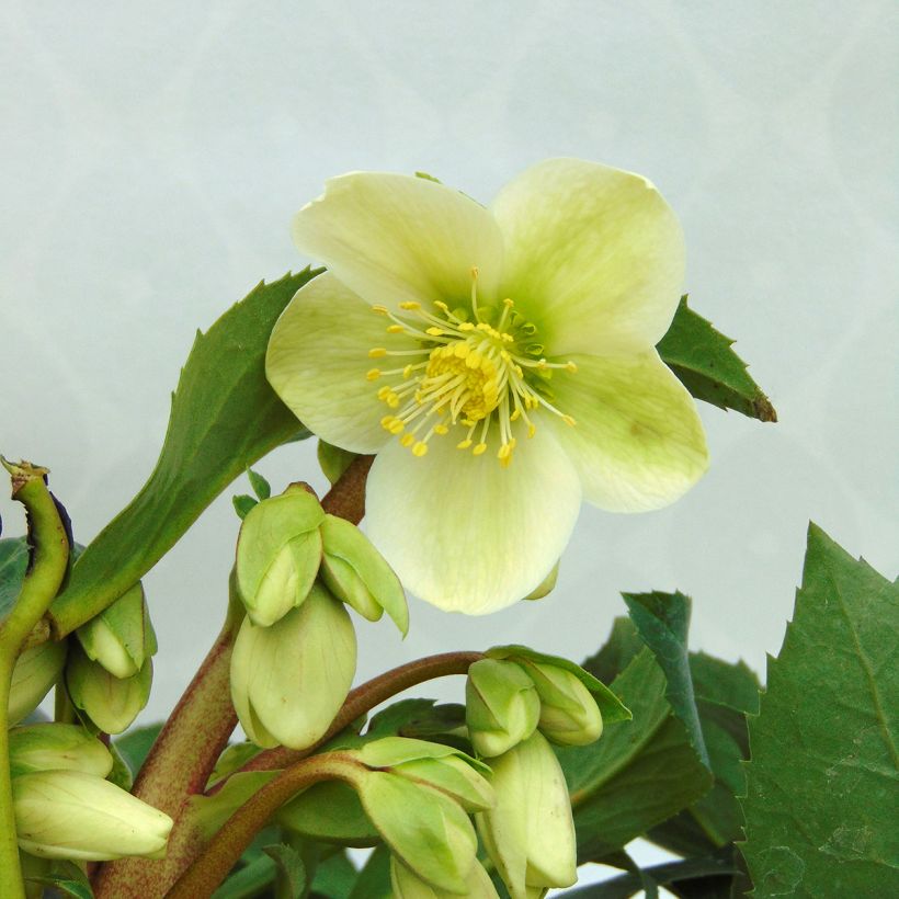 Helleborus nigercors Snow Love - Kerstroos (Bloei)
