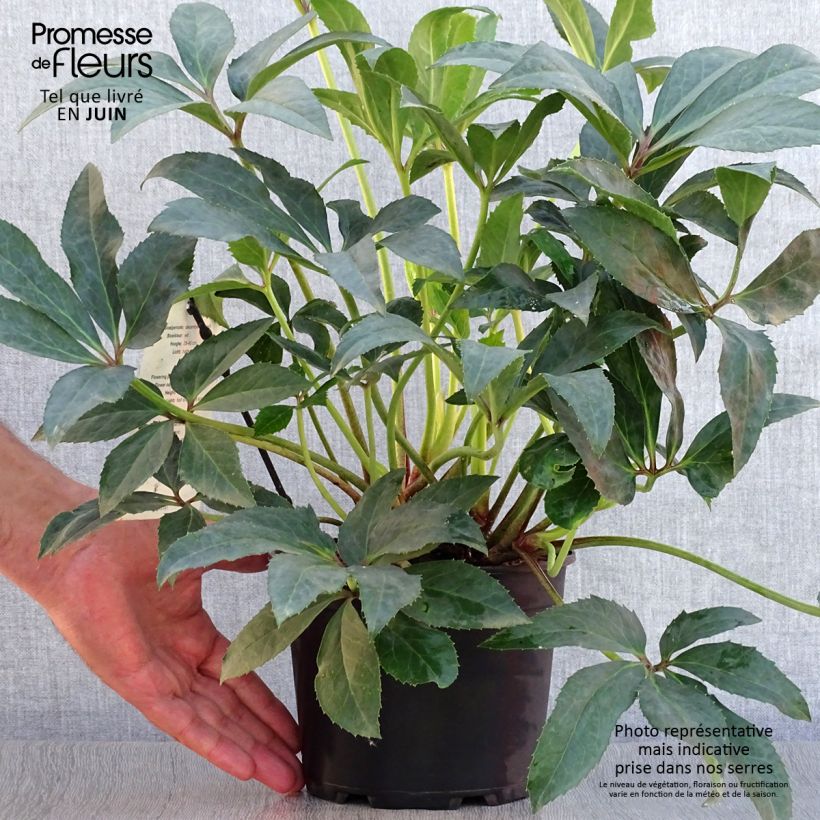 Exemplaar van Helleborus nigercors Snow Love - Kerstroos Pot van 2 l/3 l zoals geleverd in de zomer