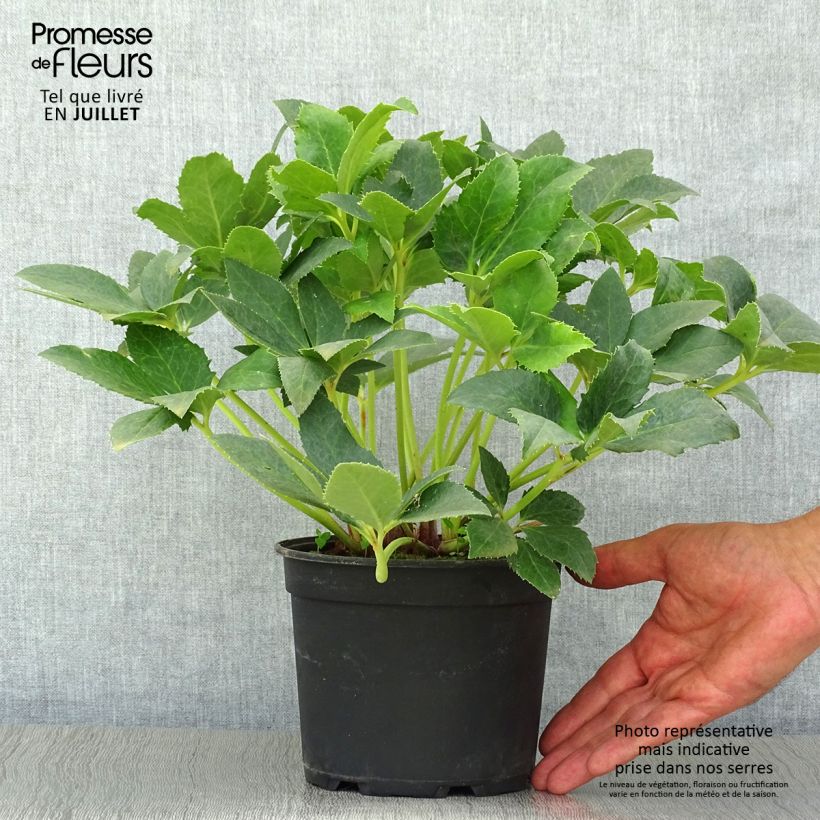 Exemplaar van Helleborus nigercors - Kerstroos wit Pot van 2 l/3 l zoals geleverd in de zomer