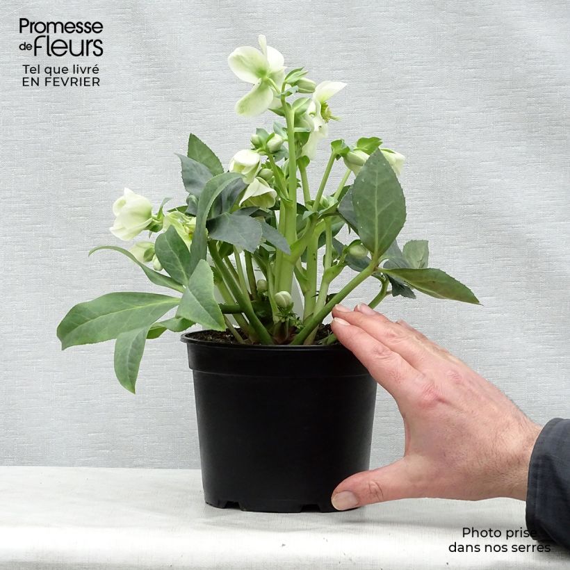 Example of Hellébore nigercors blanc Pot van 2 l/3 l as you get in hiver