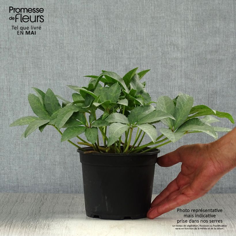 Exemplaar van Helleborus nigercors - Kerstroos wit Pot van 2 l/3 l zoals geleverd in de lente