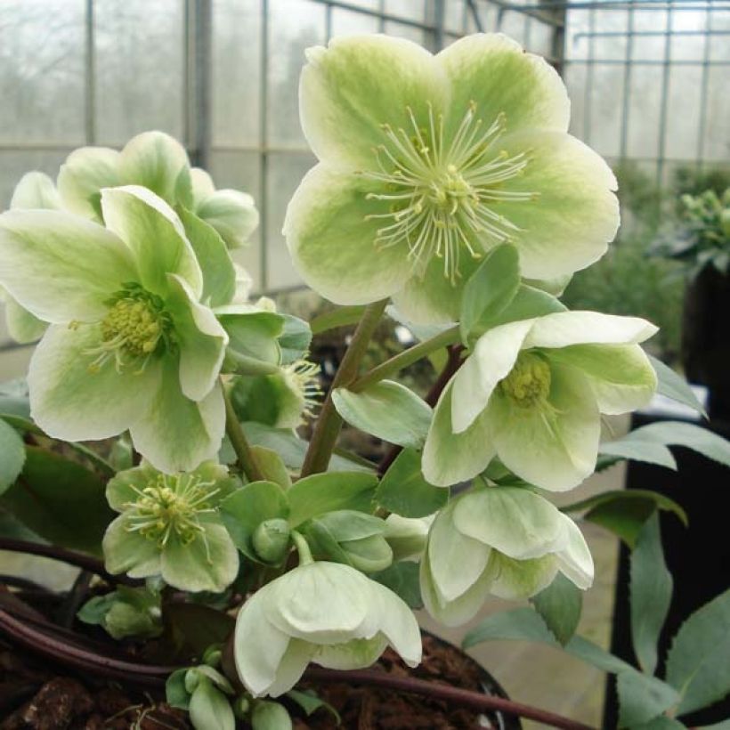 Helleborus nigercors - Kerstroos wit (Flowering)