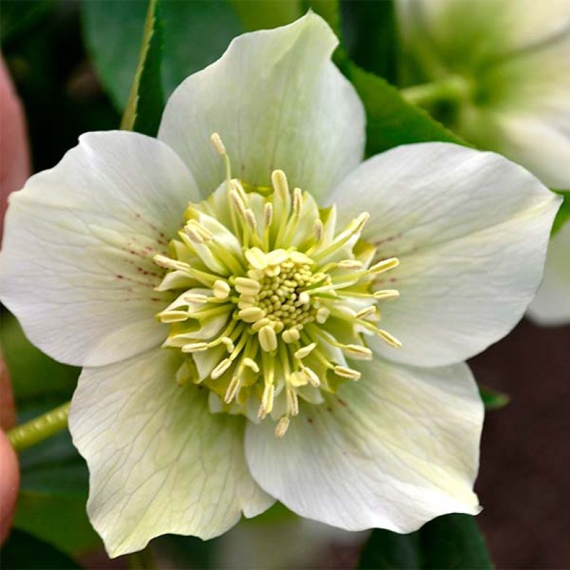 Helleborus Anemone White - Lenteroos wit (Flowering)