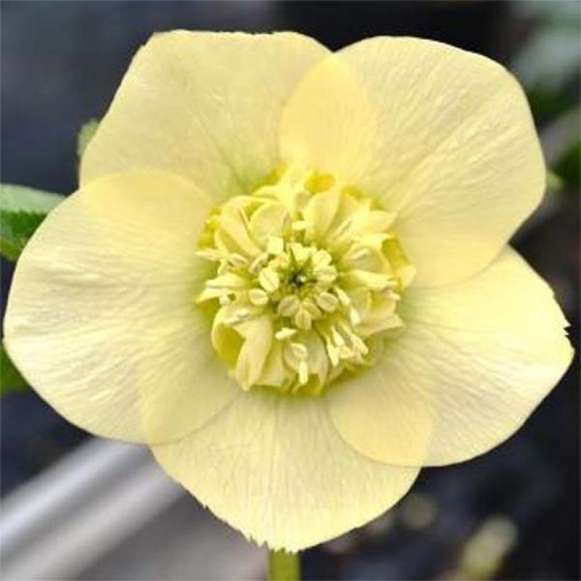 Helleborus Anemone Yellow - Lenteroos geel (Flowering)