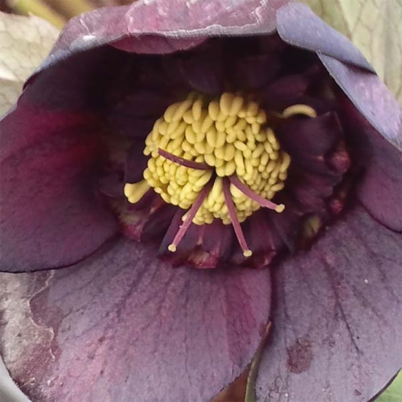 Helleborus Anemone Black - Lenteroos zwart (Bloei)