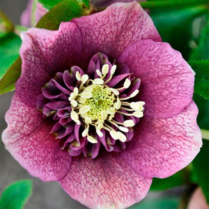 Helleborus Anemone Red - Lenteroos rood (Flowering)
