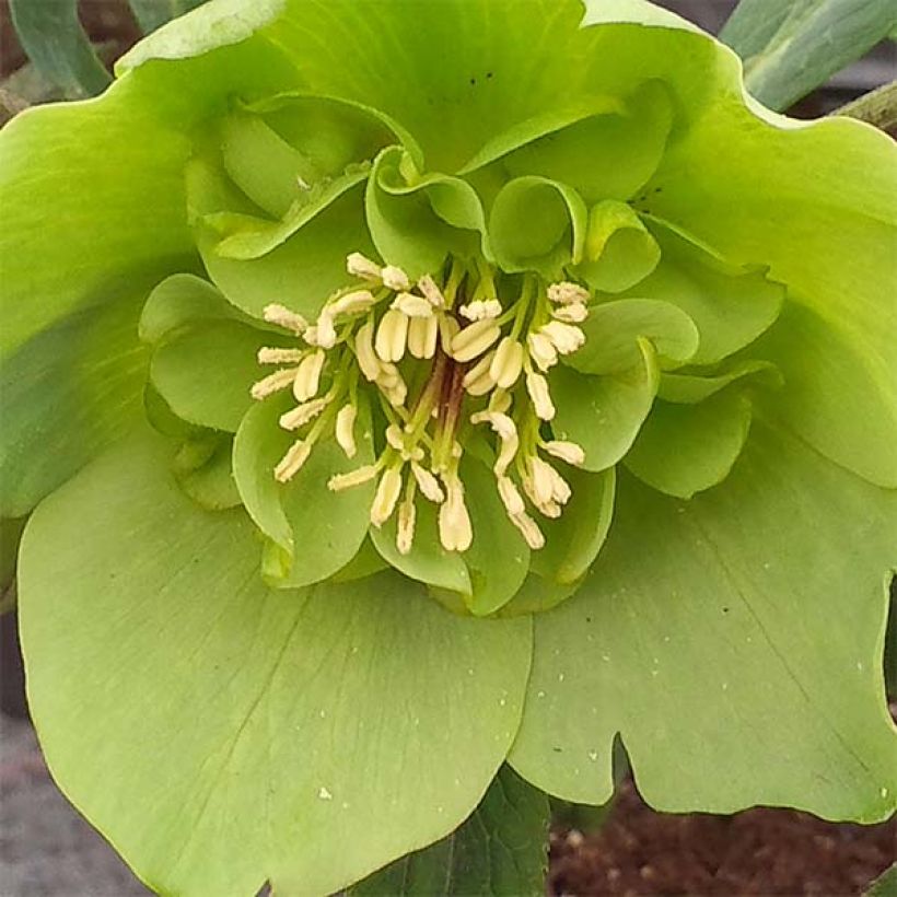 Helleborus Anemone Green Vert - Lenteroos groen (Flowering)