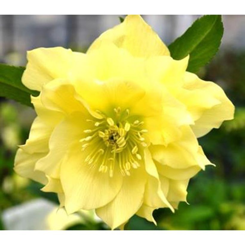 Helleborus Double Pale Yellow - lenteroos dubbel geel (Bloei)