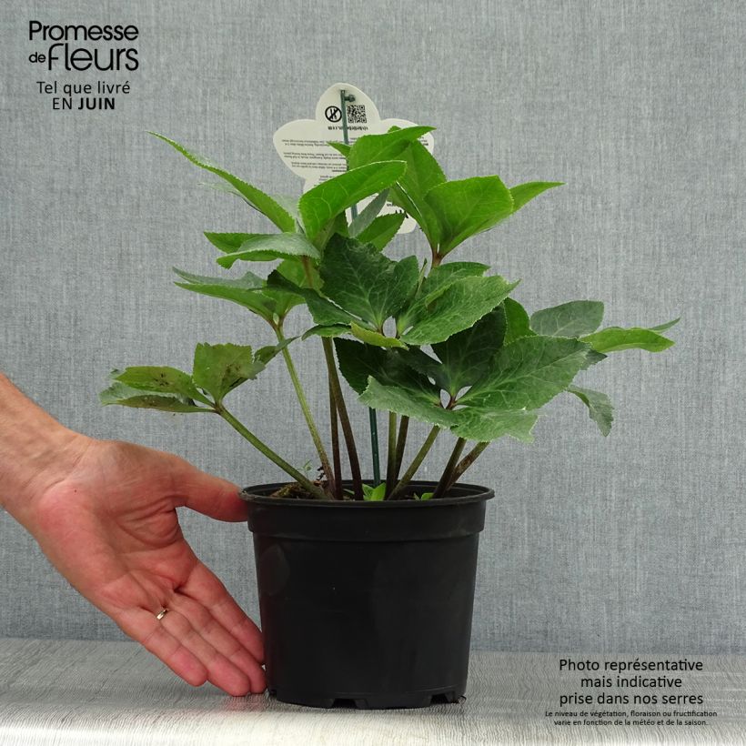Exemplaar van Helleborus orientalis ViV Bianca - Kerstroos Pot van 2 l/3 l zoals geleverd in de zomer