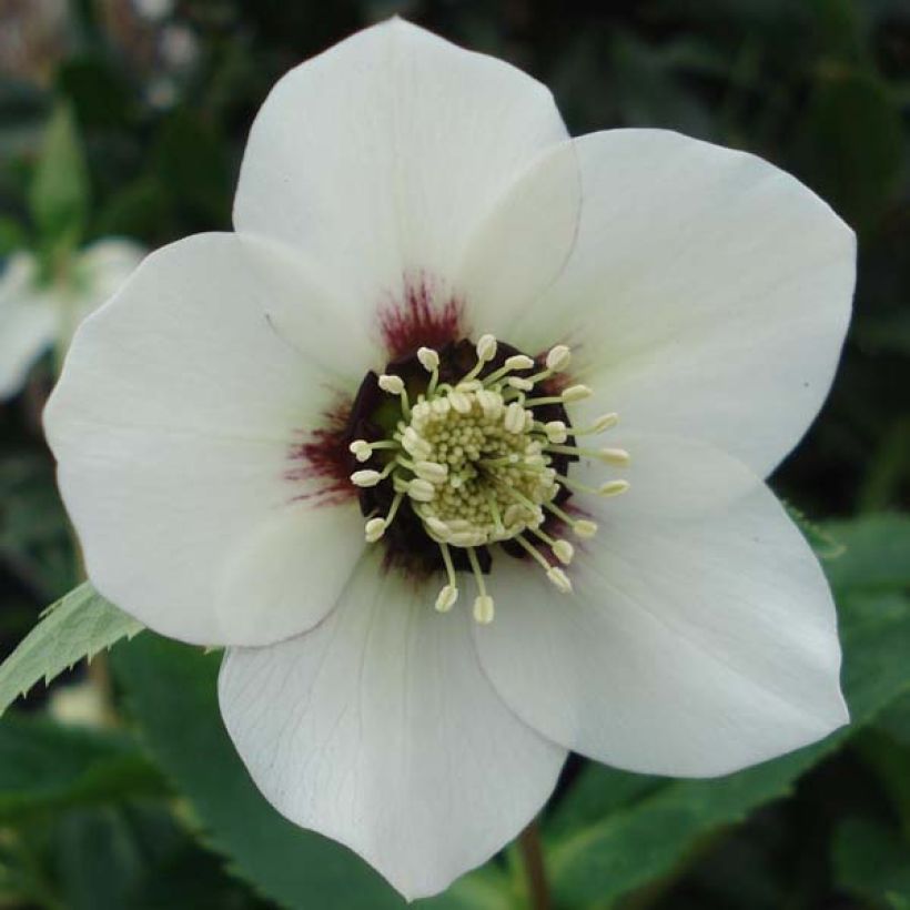 Helleborus White Red Center - Lenteroos wit rood (Flowering)