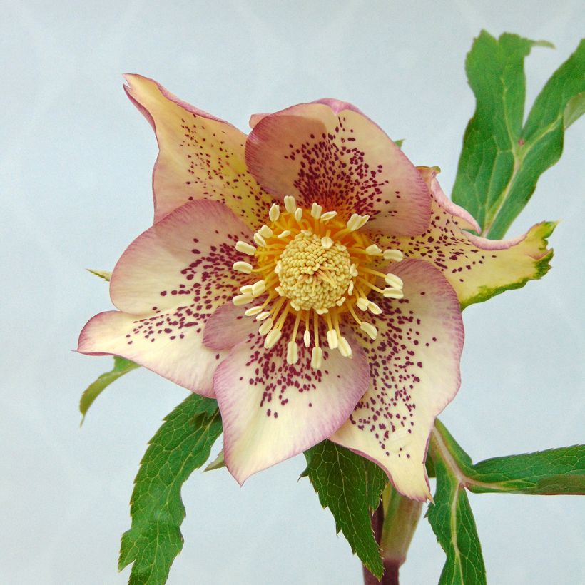 Helleborus Apricot guttatus - Lenteroos apricot gespikkeld (Bloei)