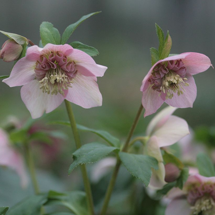 Helleborus Anemone Pink - Lenteroos roze (Bloei)