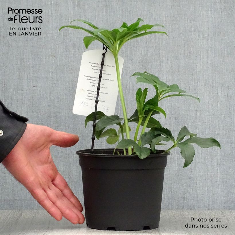 Example of Helleborus Anemone White Spotted - Lenteroos wit gevlekt Pot van 2 l/3 l as you get in hiver