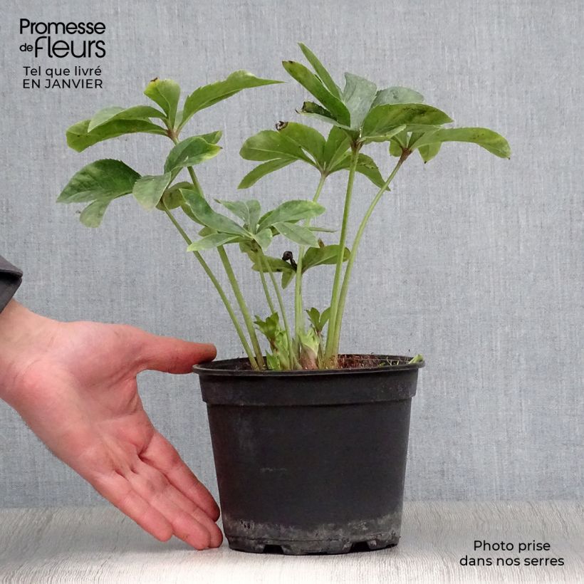 Example of Hellébore orientale Anémone Jaune Pot van 2 l/3 l as you get in hiver