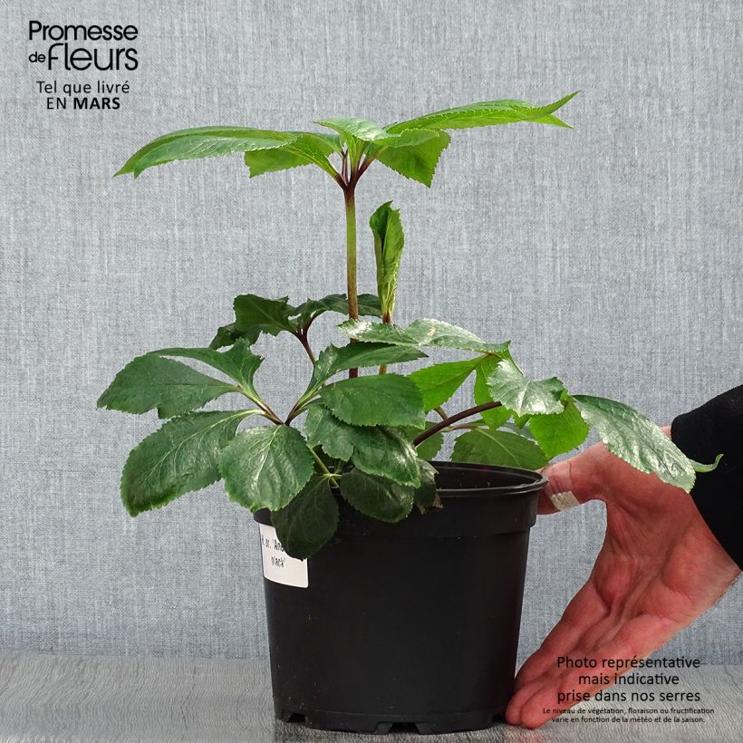 Exemplaar van Helleborus Anemone Black - Lenteroos zwart Pot van 2 l/3 l zoals geleverd in de lente