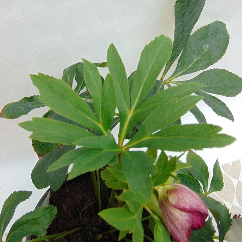 Helleborus Anemone Picotee - Lenteroos met donkerroze tot bordeaux rand (Foliage)