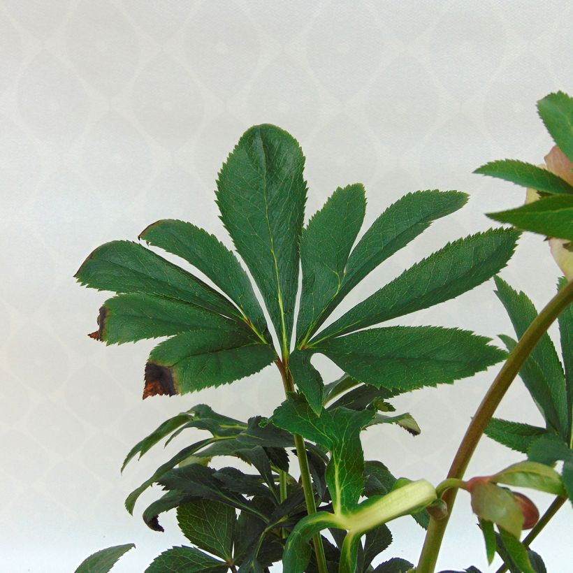 Helleborus Anemone Pink - Lenteroos roze (Blad)