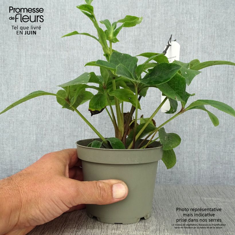 Exemplaar van Helleborus Anemone Red - Lenteroos rood Pot van 12 cm / 13 cm zoals geleverd in de zomer