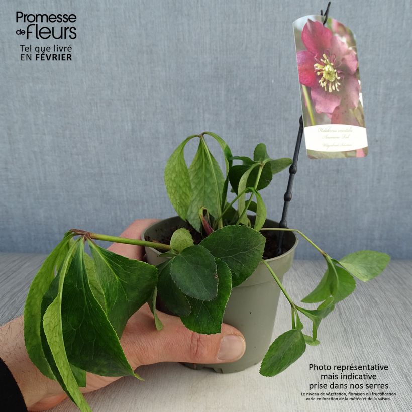 Example of Hellébore orientale Anémone Rouge Pot van 12 cm / 13 cm as you get in hiver