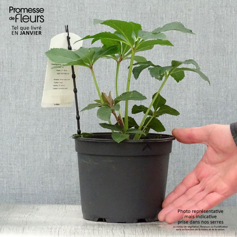 Example of Hellébore orientale Anémone Rouge Pot van 2 l/3 l as you get in hiver