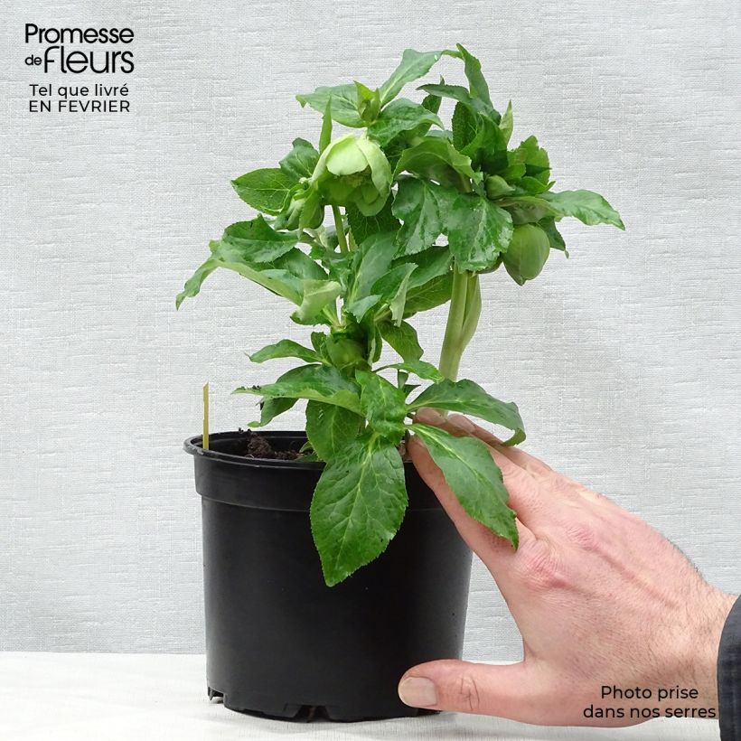 Example of Hellébore orientale Anémone Verte Pot van 2 l/3 l as you get in hiver