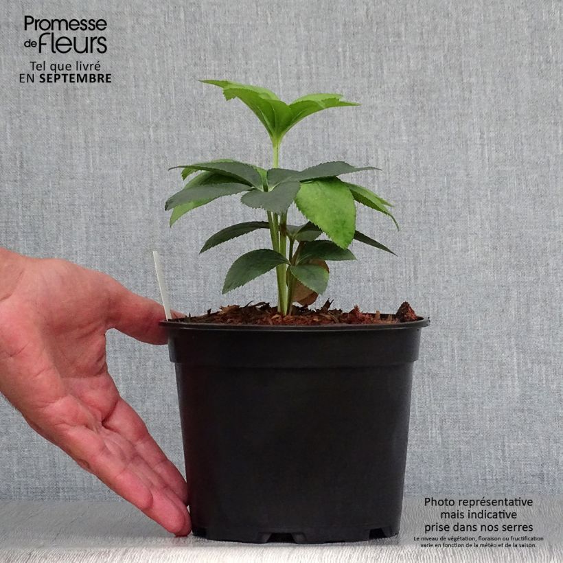 Exemplaar van Helleborus Anemone Green Vert - Lenteroos groen Pot van 2 l/3 l zoals geleverd in de herfst
