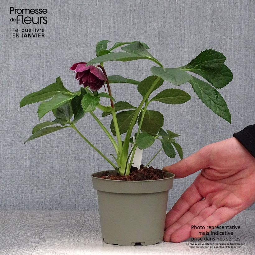 Exemplaar van Helleborus Aubergine W/E - Lenteroos auberginekleurig Pot van 12 cm / 13 cm zoals geleverd in de winter