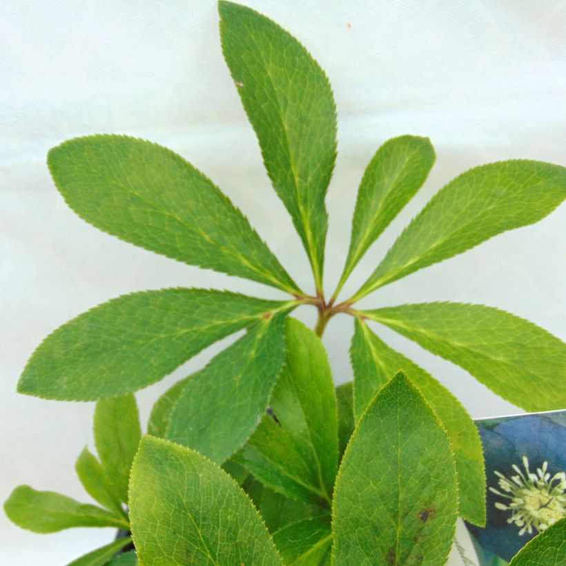 Helleborus Black Chocolate - Lenteroos donker-chocolade kleurig (Blad)