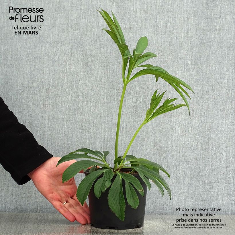 Exemplaar van Helleborus Black Chocolate - Lenteroos donker-chocolade kleurig Pot van 2 l/3 l zoals geleverd in de lente