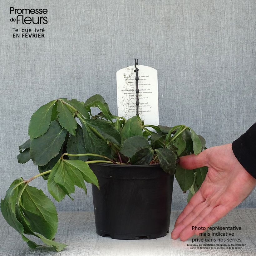 Example of Hellébore orientale Blanc guttatus Pot van 2 l/3 l as you get in hiver