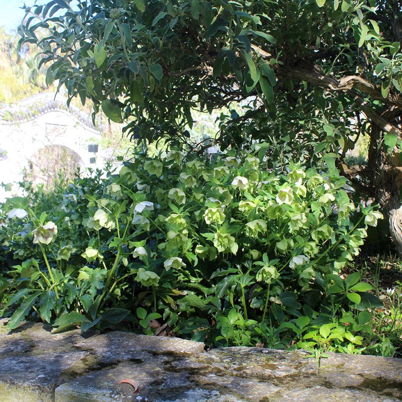 Helleborus White guttatus - Lenteroos wit gespikkeld (Groeiplaats)