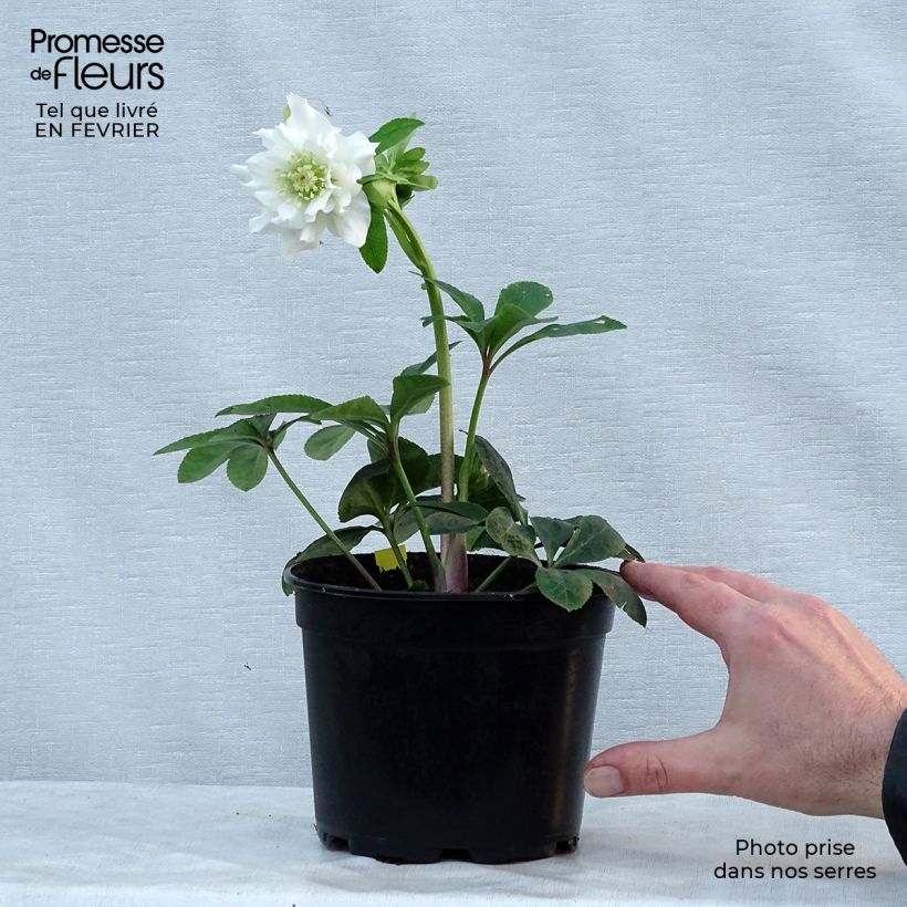 Example of Helleborus Double White- lenteroos dubbel wit Pot van 2 l/3 l as you get in hiver