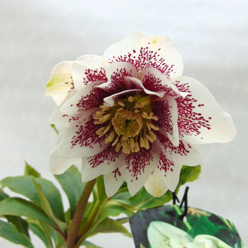 Helleborus Double White Spotted - lenteroos dubbel wit gevlekt (Flowering)