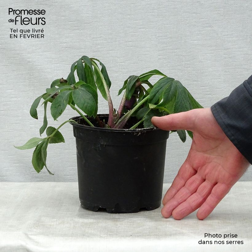 Example of Hellébore orientale Double Blanc guttatus Pot van 2 l/3 l as you get in hiver