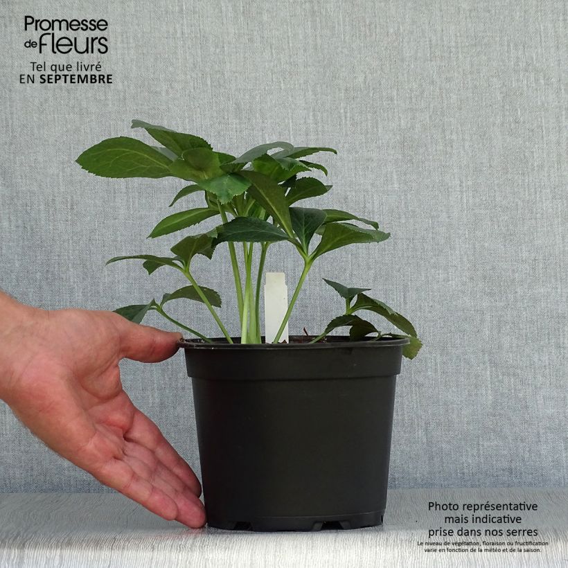 Exemplaar van Helleborus Double Pink - Lenteroos dubbel roze Pot van 2 l/3 l zoals geleverd in de herfst