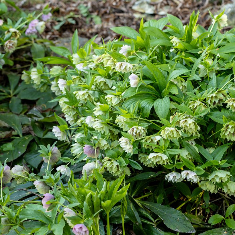 Helleborus Double Green guttatus - lenteroos dubbel groen gespikkeld (Groeiplaats)